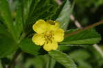 Common cinquefoil